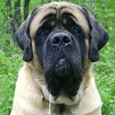 mastiff Mastiff breed